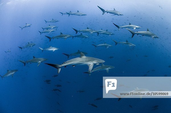 Unterwasseransicht der Seidenhaie  die sich im Frühjahr zu Paarungsritualen versammeln  Roca Partida  Revillagigedo  Mexiko