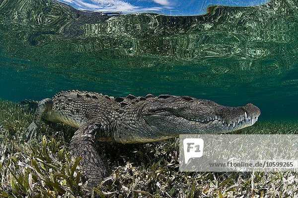 Unterwasser-Seitenansicht des Krokodils auf Seegras im Flachwasser  Chinchorro Atoll  Quintana Roo  Mexiko