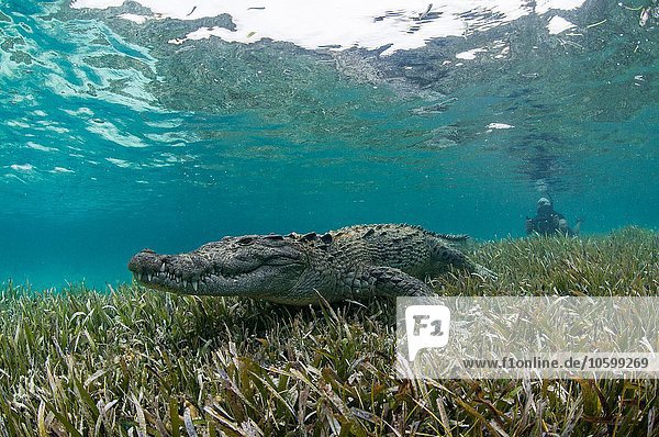 Unterwasseransicht des Krokodils auf Seegras im Flachwasser  Chinchorro Atoll  Quintana Roo  Mexiko