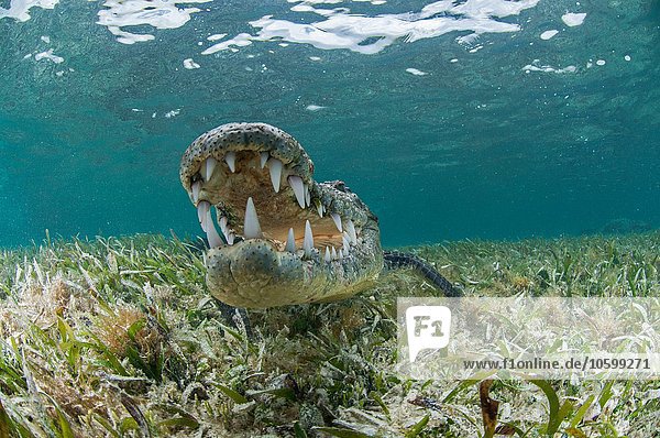 Unterwasserfrontansicht des Krokodils auf Seegras  offener Mund mit Zähnen  Chinchorro Atoll  Quintana Roo  Mexiko