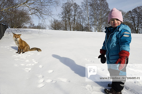 Girl standing on snow in front of red fox
