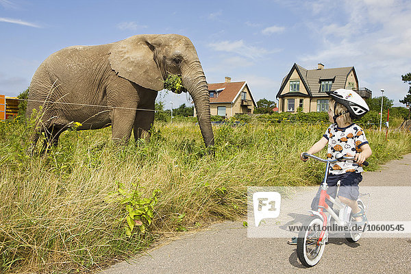 Junge auf Fahrrad schaut Elefant an
