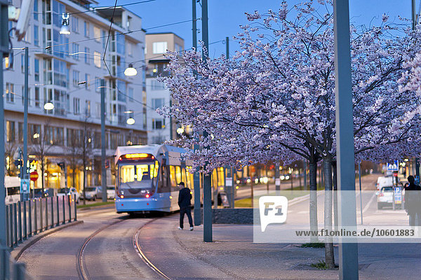Tram and blooming cherry trees at dusk