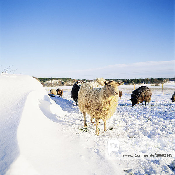 stehend Schaf Ovis aries Schnee