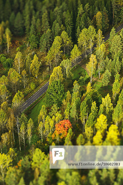 gehen Fernverkehrsstraße Wald Herbst Ansicht Luftbild Fernsehantenne Schweden