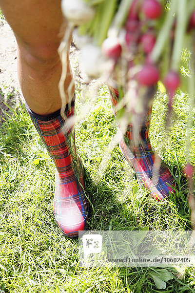 Woman in checked wellingtons holding radish  Norrbotten  Sweden