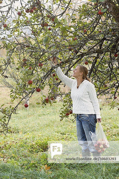 Lächelnde Frau beim Äpfelpflücken
