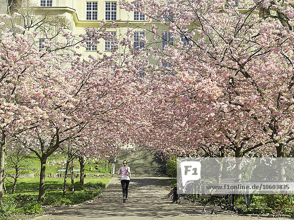 Blossoming cherry trees in park