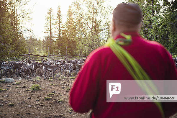 Man looking at herd of Svalbard reindeer