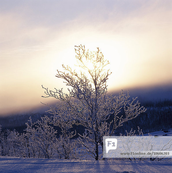 Ein mit Frost bedeckter Baum im Norden Schwedens.