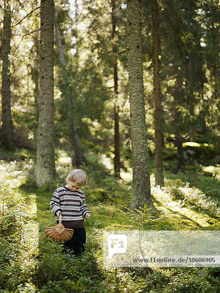 Ein Mädchen sammelt Pilze im Wald  Schweden.
