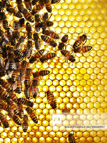 Honigbienen auf einer Honigwabe  Nahaufnahme.