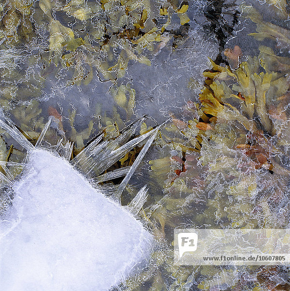 Seegras unter Eis