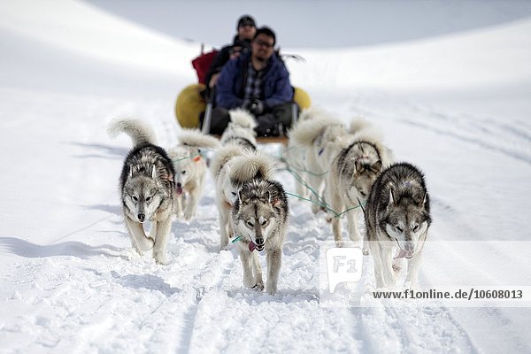 Sledge dogs towing a sledge  Greenland  Europe
