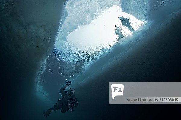 Diver under surface  Semalik Fjord  Atlantic Ocean  Greenland  Europe