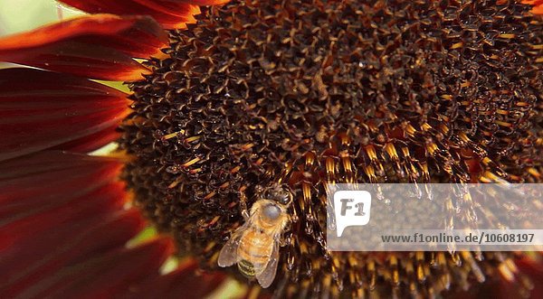 Biene auf Blüte  Nahaufnahme