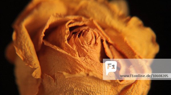 Getrocknete Rose mit reflektierendem Licht auf schwarzem Hintergrund  Nahaufnahme