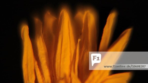 Blumenblüten mit reflektierendem Licht auf schwarzem Hintergrund  Nahaufnahme