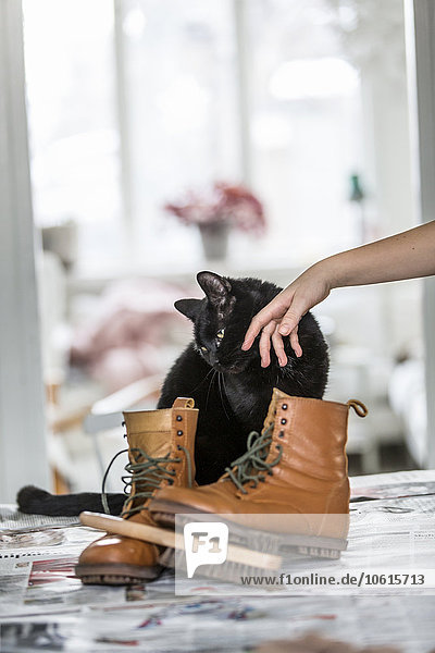 Person  die neben einer Katze Schuhe poliert