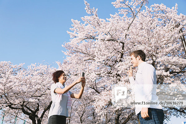 Ein multiethnisches Touristenpaar genießt die Kirschblüte in Japan