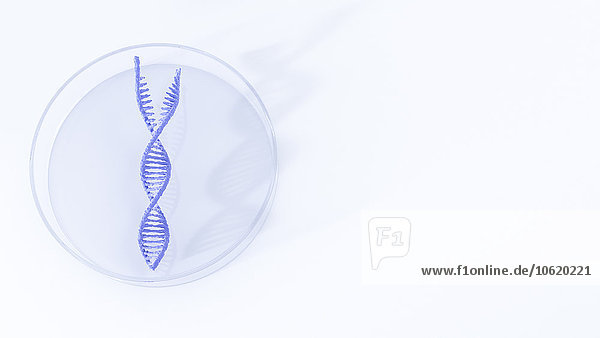 Getrennte DNA in Petrischale  Abbildung