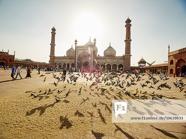 Indien  Uttar Pradesh  Agra  Jama Masjid Moschee  fliegende Tauben