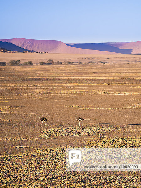 Africa  Namibia  Namib desert  african ostriches