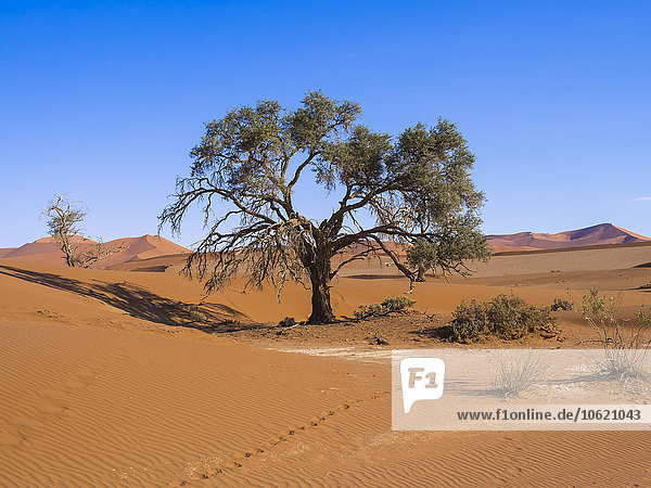 Namibia  Hardap  Naukluft Park  Kameldorn am Rande der Namib Wüste