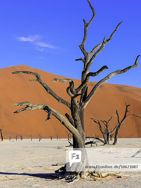Namibia  Namib Naukluft  Dead Vlei  tote Kameldornen vor Wüstendüne