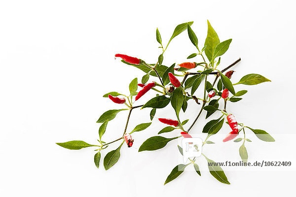 Twig of Chili Pequin in front of white background