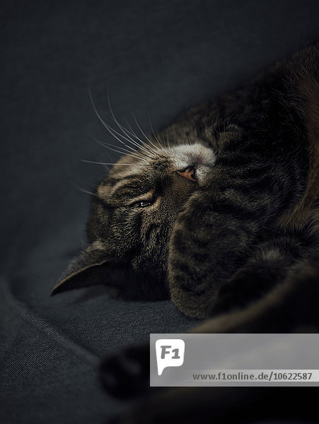 Schlafende Katze bedeckt Gesicht hinter der Pfote