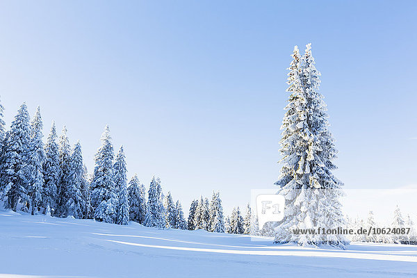 Deutschland  Bayern  Böhmerwald im Winter
