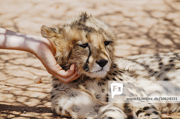 Namibia  Frauenhand streichelndes Gepardenjunges