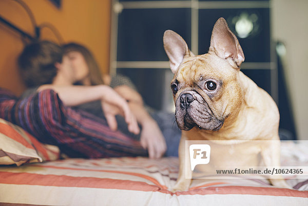 Französische Bulldogge sitzt zu Hause auf dem Bett  während sich das junge Paar im Hintergrund küsst.