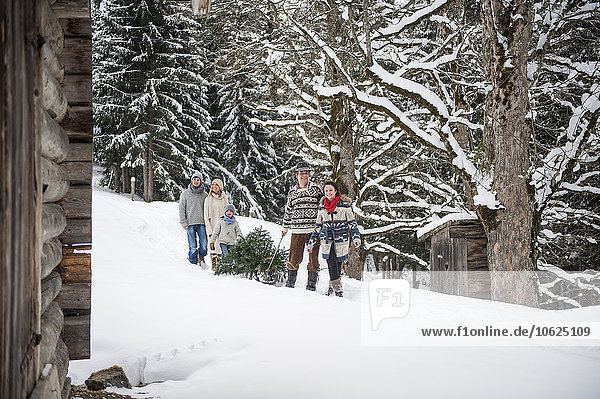 Österreich  Altenmarkt-Zauchensee  zwei Paare und zwei Kinder beim Transport des Weihnachtsbaums durch den Winterwald