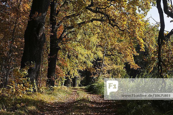 Deutschland  Brandenburg  Spreewald im Herbst