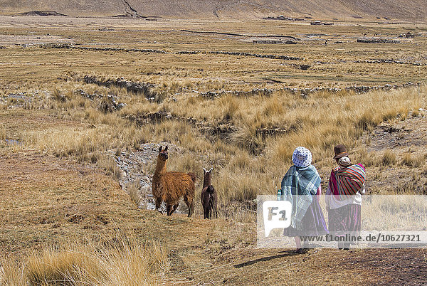 Bolivien  Bezirk La Paz  Altiplano  Zwei Aymara-Frauen  die mit zwei Lamas durch das bolivianische Plateau laufen