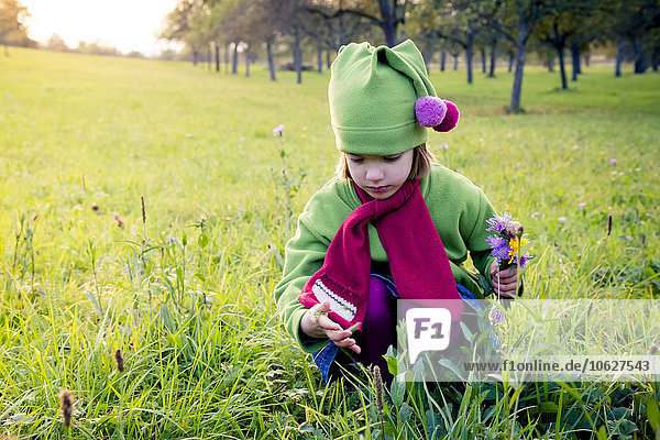 Germany  Baden-Wuerttemberg  little girl with picked flowers crouching on a meadow