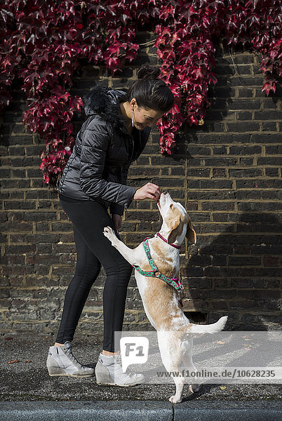 UK  London  woman rewarding her dog