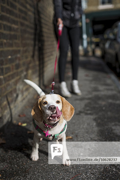 Porträt des leckenden Hundes auf dem Bürgersteig stehend