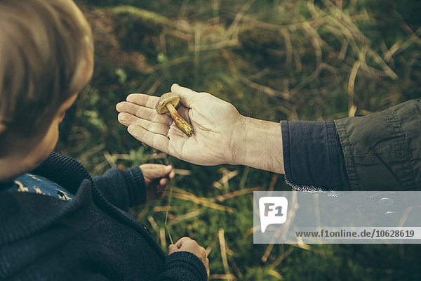 Mature man showing boletus submentosus to boy