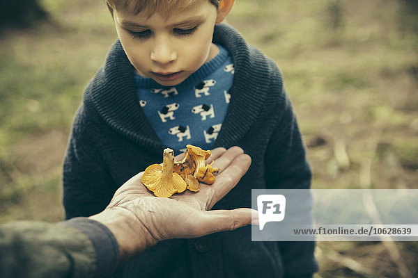 Little boy looking at chanterelle mushrooms in man's hand