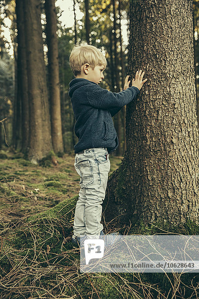 Kleiner Junge im Wald berührt Fichtenrinde