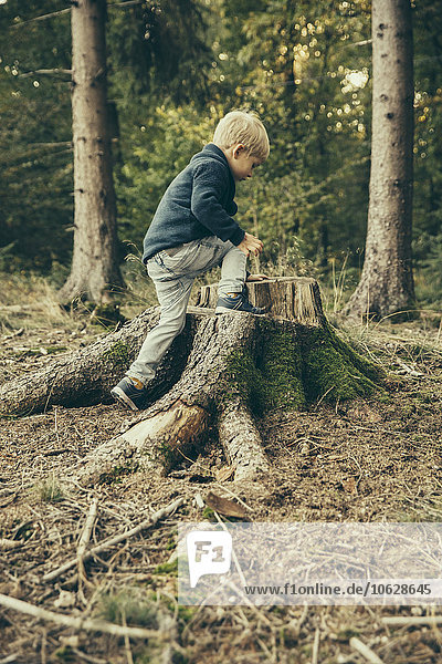 Little boy climbing on stump of spruce tree