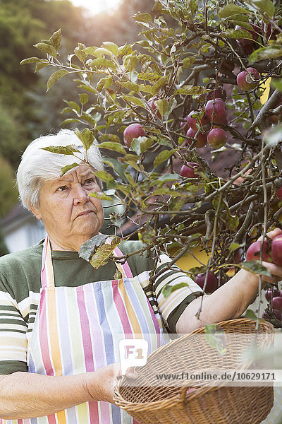 Seniorin beim Äpfel pflücken