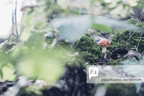 Germany Saxony fly agaric growing on forest soil