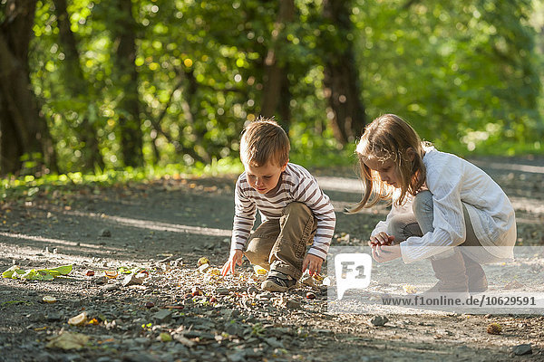 Children collecting chestnuts on forest track