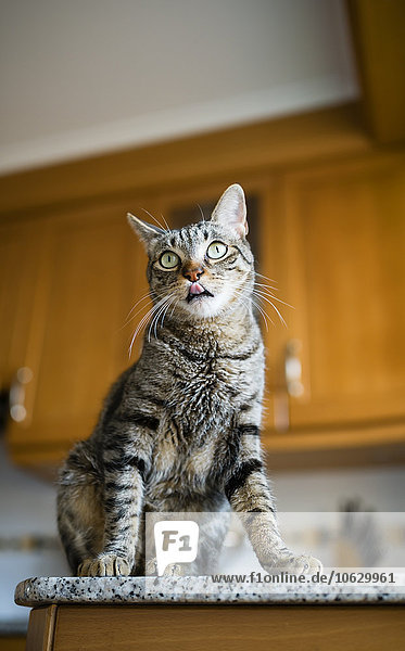 Tabby Katze sitzt auf Küchenarbeitsplatte und leckt Zunge