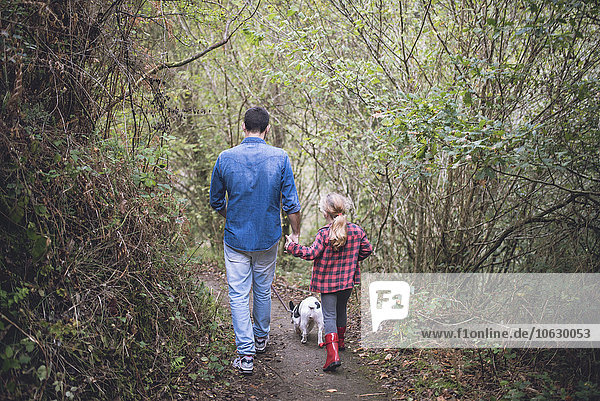 Rückansicht des Vaters und der kleinen Tochter  die mit ihrer französischen Bulldogge im Wald spazieren gehen.
