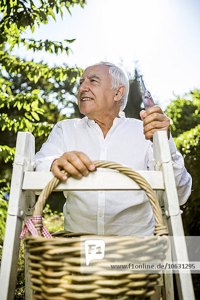 Senior man with basket and ladder in garden